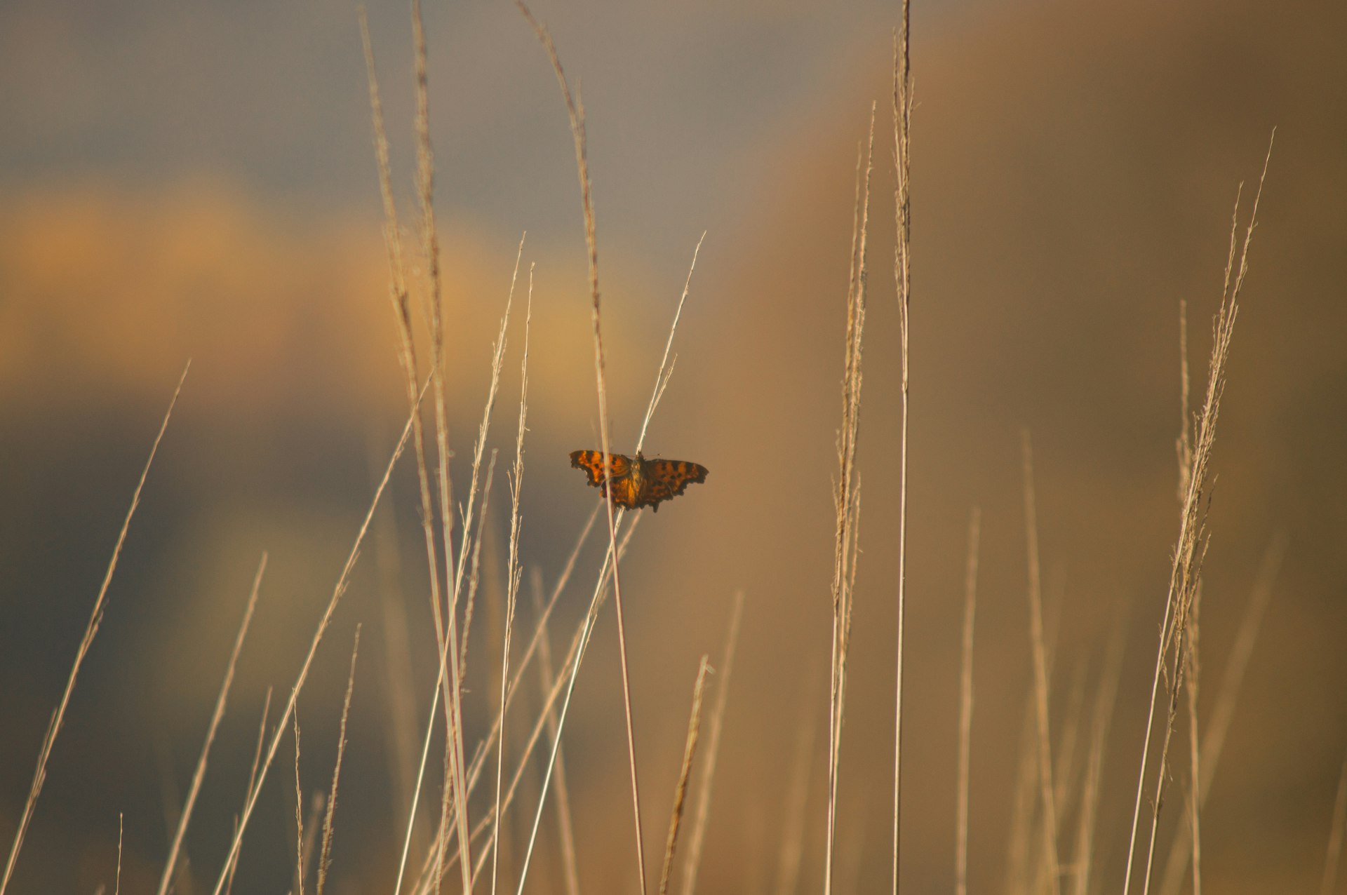 zelfzorg en veerkracht