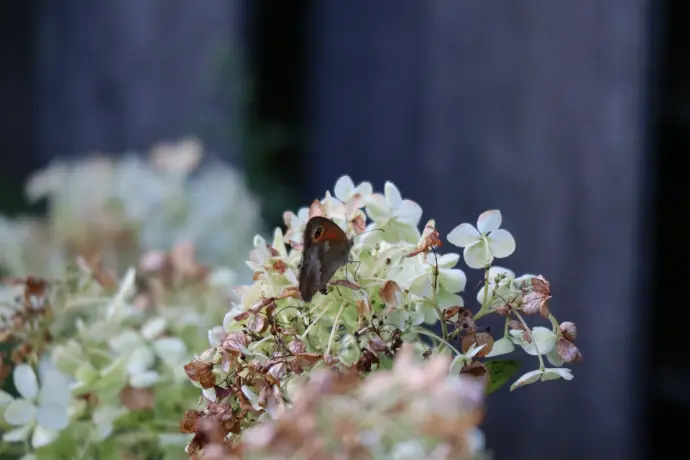 wensouderbegeleiding